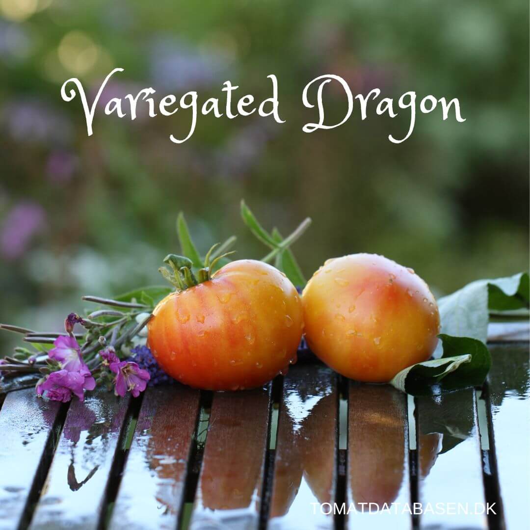 Variegated Dragon